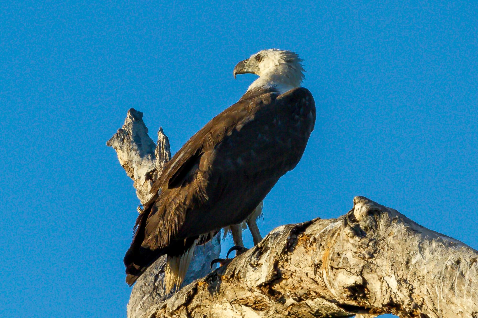 17_20150809   AUS 336   Darwin e Parchi